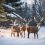 Light Up Your Holiday with Outdoor Christmas Reindeer
